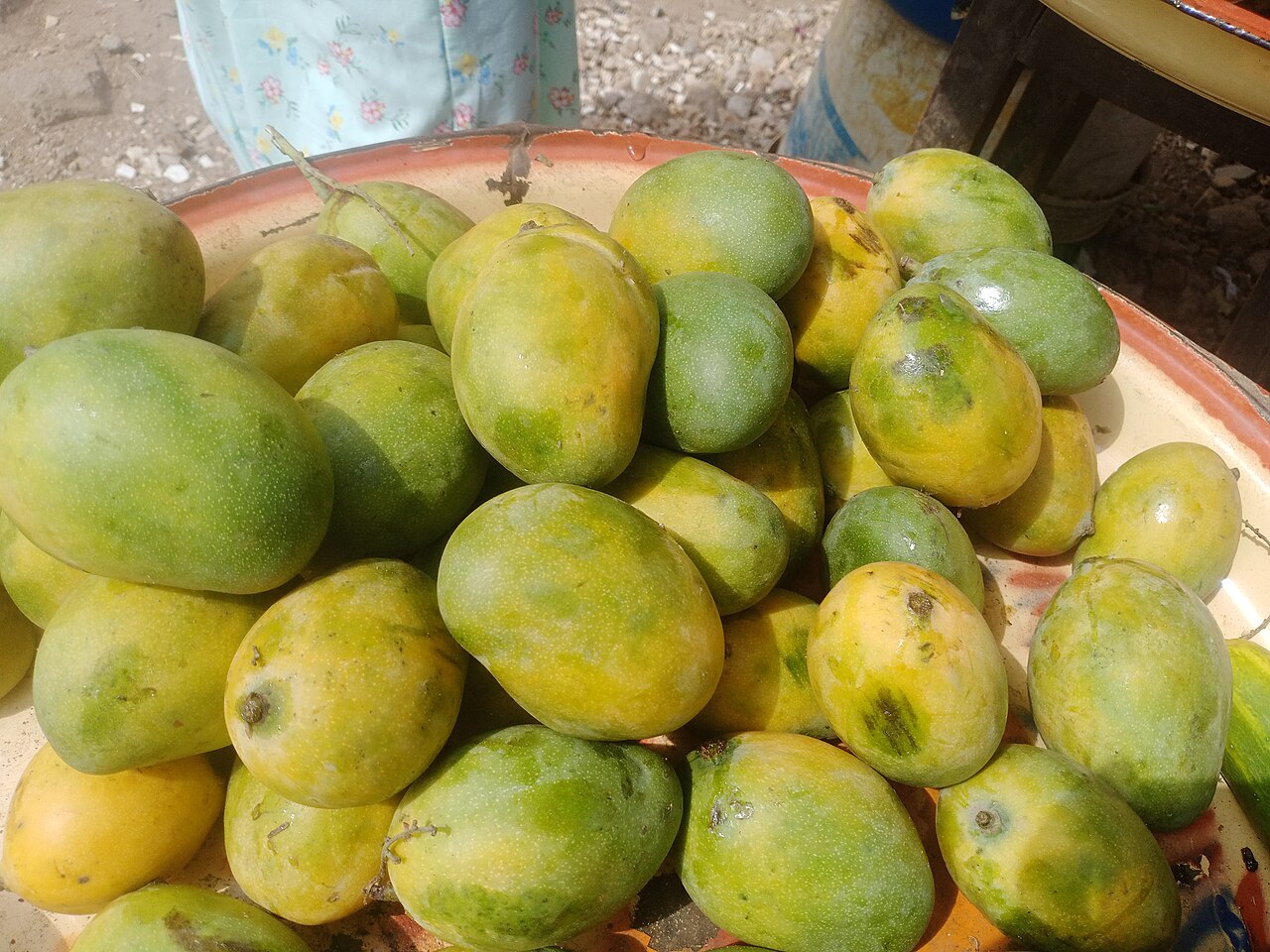 ثمار مانجو